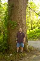 Puerto Rico large Tree