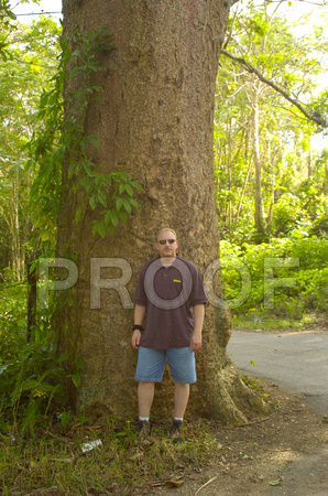 Puerto Rico large Tree